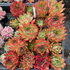 Echeveria agavoides 'VISTA'