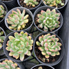 Echeveria 'Mars' Dark Line - KRF