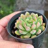 Echeveria 'Mars' Dark Line - KRF