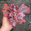 Echeveria 'Virginia Lee'