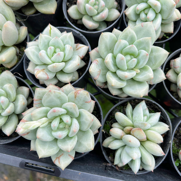 is aromatherapy beneficial for succulents Echeveria Aromatherapy – LET LOVE GROW (Succulent & Cactus)