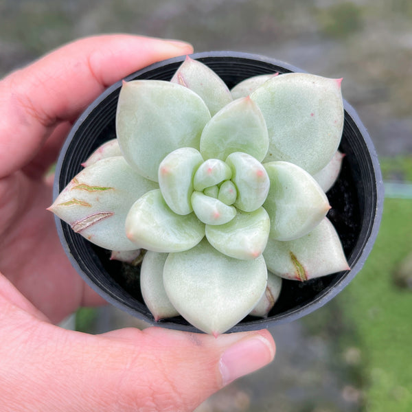 is aromatherapy beneficial for succulents Echeveria Aromatherapy – LET LOVE GROW (Succulent & Cactus)