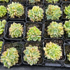 Echeveria 'Hyalina's choice' (Multi-heads)