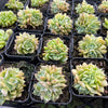 Echeveria 'Hyalina's choice' (Multi-heads)