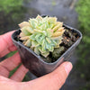 Echeveria 'Hyalina's choice' (Multi-heads)