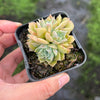 Echeveria 'Hyalina's choice' (Multi-heads)