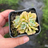 Echeveria 'Hyalina's choice' (Multi-heads)