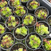 Crassula exilis ssp cooperi