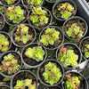 Crassula exilis ssp cooperi