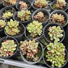 Graptoveria 'Purple Dream' (w/pup)