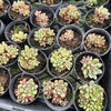 Graptoveria 'Purple Dream' (w/pup)