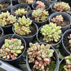 Graptoveria 'Purple Dream' (w/pup)
