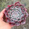 Echeveria 'Hyalina Surprise'