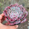 Echeveria 'Hyalina Surprise'