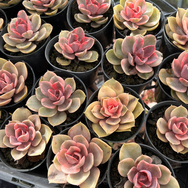 west rainbow succulent PACK of 10 PLANTS] x Echeveria Rainbow West – LET LOVE GROW (Succulent &  Cactus)