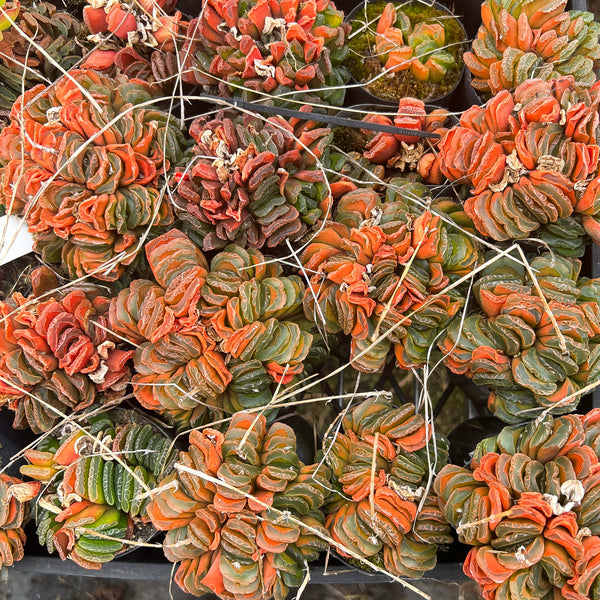 (CLUSTER) Haworthia truncata hybrid - Type 1
