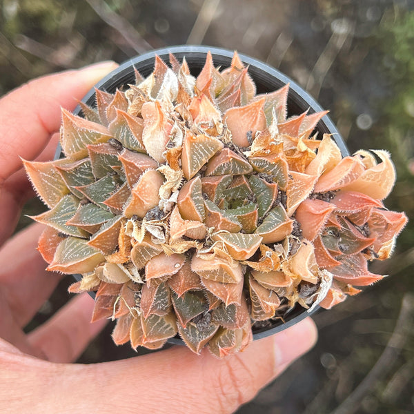 (CLUSTER) Haworthia hybrid - Type 7