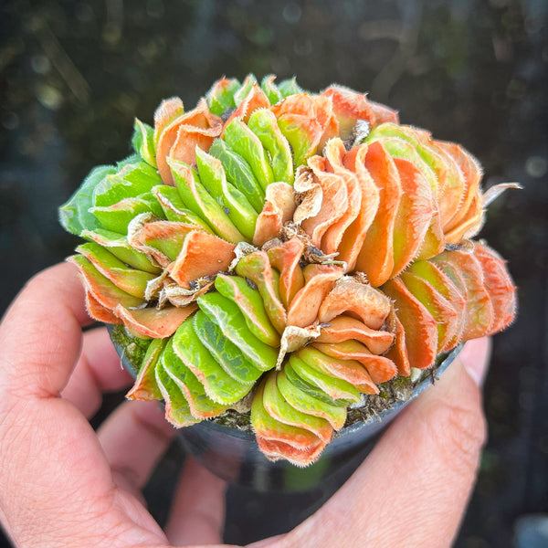 (CLUSTER) Haworthia truncata hybrid - Type 4