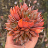 (CLUSTER) Haworthia Hybrid - Type 6