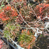(CLUSTER) Haworthia Hybrid - Type 6