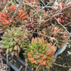 (CLUSTER) Haworthia Hybrid - Type 6