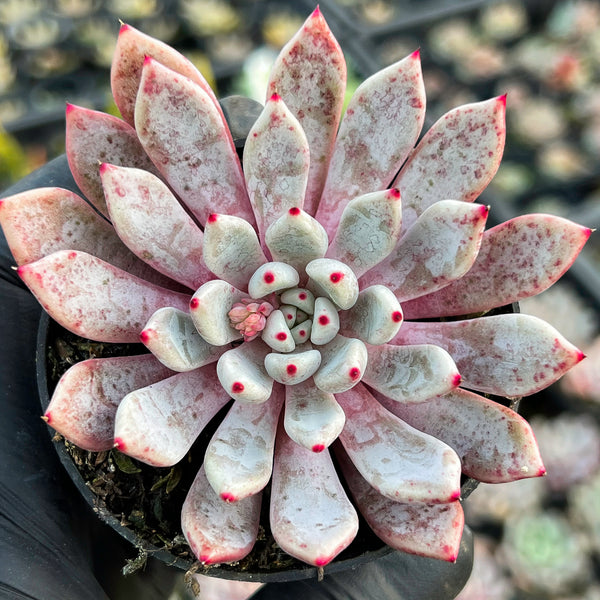 echeveria texensis rosea succulent Echeveria 'Texensis Rosea' – LET LOVE GROW (Succulent & Cactus)