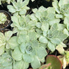 Echeveria Silver Queen Variegated