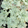 Echeveria Silver Queen Variegated