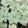 Echeveria Silver Queen Variegated