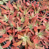 [WHOLESALE] PACK of 10 PLANTS x Echeveria 'Diamond State' Variegated
