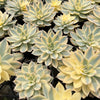 Echeveria Subsessilis Variegated