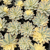Echeveria Subsessilis Variegated