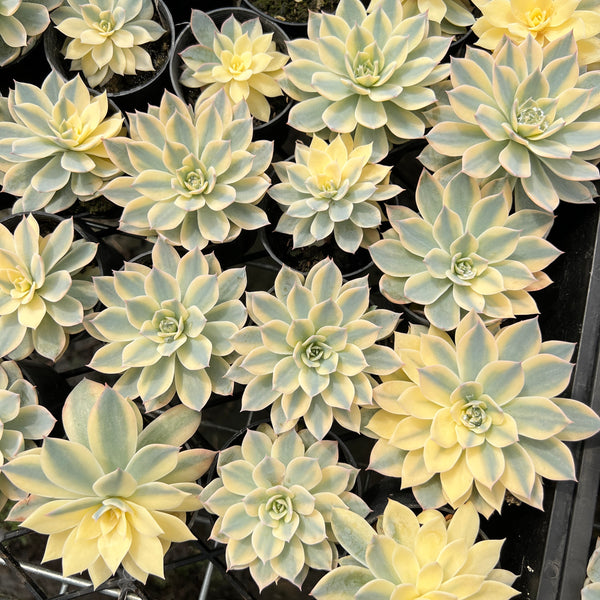Echeveria Subsessilis Variegated – LET LOVE GROW (Succulent & Cactus)