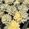 Echeveria Subsessilis Variegated