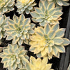 Echeveria Subsessilis Variegated
