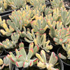 Cotyledon Orbiculata cv. Long Leaf Variegated