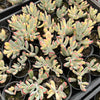 Cotyledon Orbiculata cv. Long Leaf Variegated
