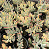 Cotyledon Orbiculata cv. Long Leaf Variegated