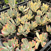Cotyledon Orbiculata cv. Long Leaf Variegated