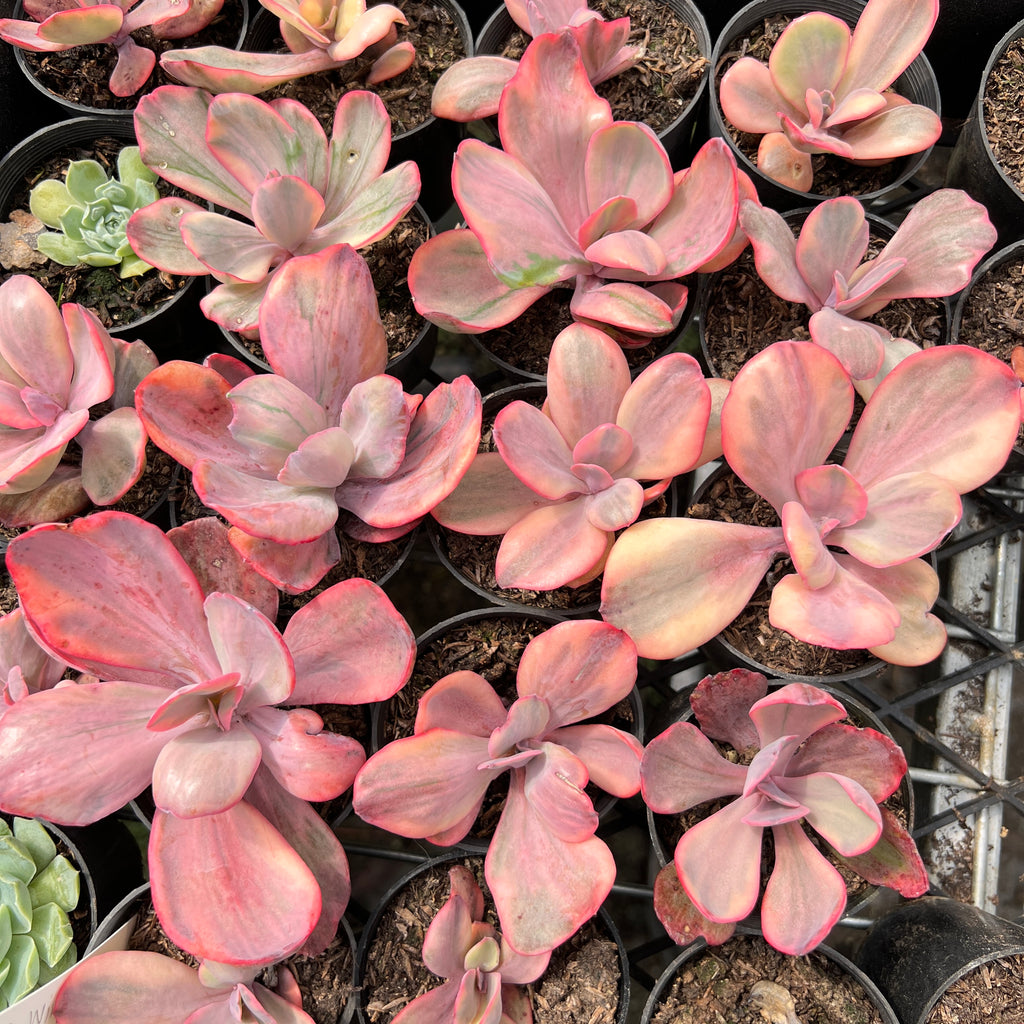 Echeveria Angel Wings Variegata