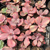 Echeveria Angel Wings Variegata