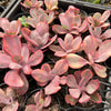 Echeveria Angel Wings Variegata
