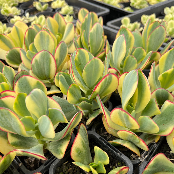 PACK of 10 PLANTS] x Crassula arborescens 'Blue Bird' Variegata – LET LOVE  GROW (Succulent & Cactus)
