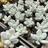Pachyphytum oviferum 'Moonstones'
