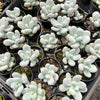 Pachyphytum oviferum 'Moonstones'