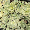 Echeveria Jippon Moon River