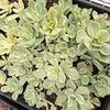 Echeveria Jippon Moon River