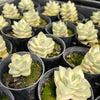 Crassula Moonglow variegata