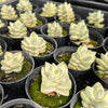 Crassula Moonglow variegata