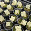 Crassula Moonglow variegata